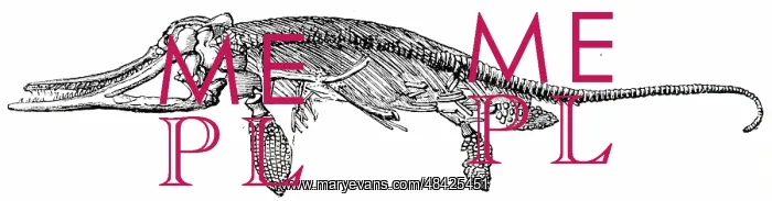 : An engraving depicting the skeleton of an Ichthyosaurus : An engraving depicting the skeleton of an Ichthyosaurus