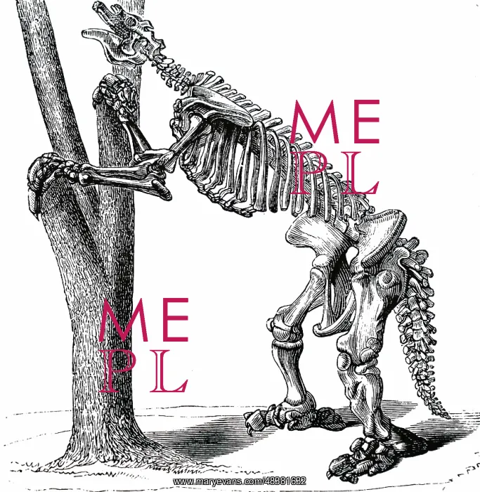 : An engraving depicting the skeleton of a Megatherium : An engraving depicting the skeleton of a Megatherium