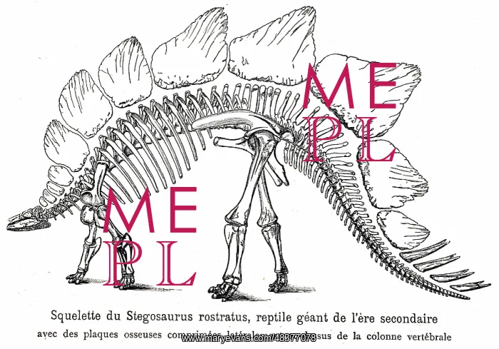 : An engraving depicting the skeleton of a stegosaurus : An engraving depicting the skeleton of a stegosaurus