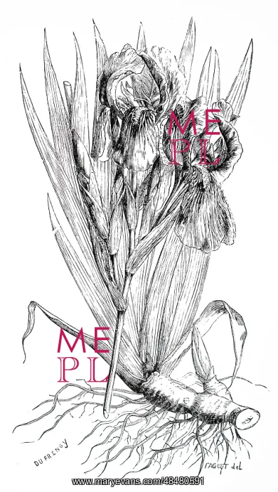  : An engraving depicting a specimen of Iris Florentina