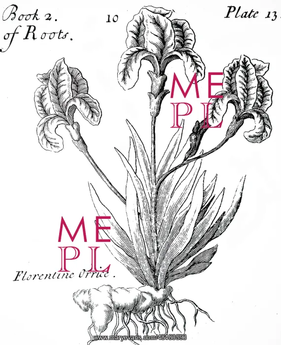 : An engraving depicting a specimen of Iris Florentina : An engraving depicting a specimen of Iris Florentina