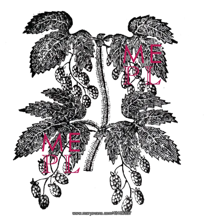 : An engraving depicting a specimens of hops : An engraving depicting a specimens of hops