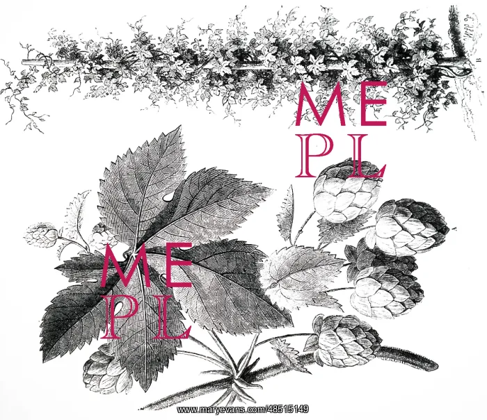 : An engraving depicting a specimens of hops : An engraving depicting a specimens of hops