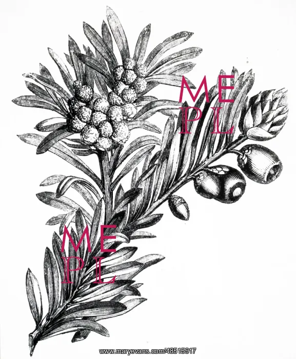 : An engraving depicting a sprig from a Yew tree : An engraving depicting a sprig from a Yew tree
