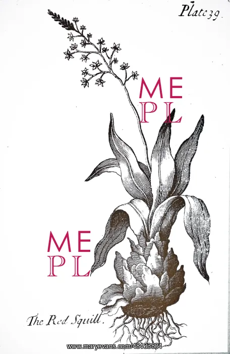 : An engraving depicting Squill : An engraving depicting Squill