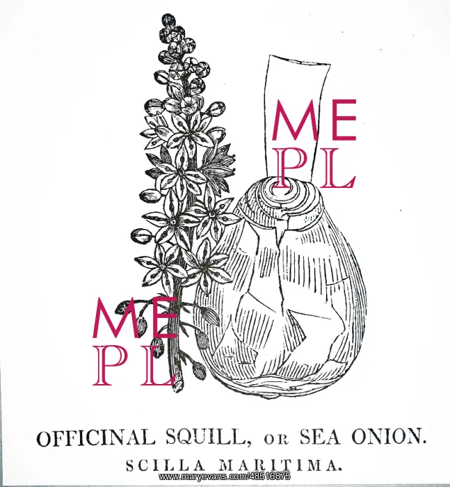  : An engraving depicting Squill