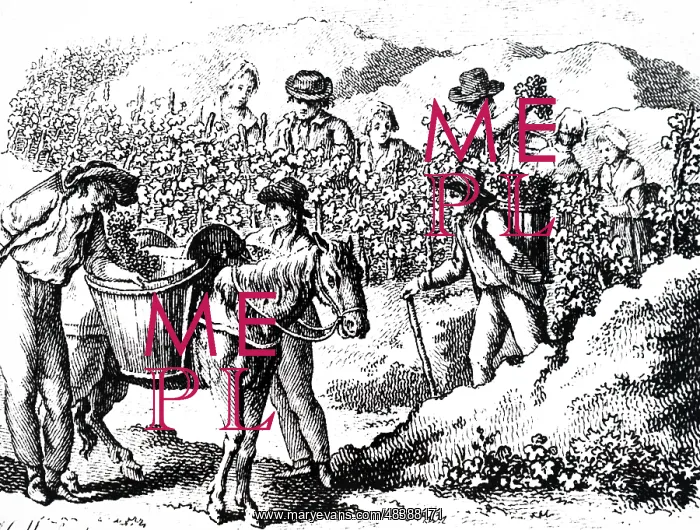 : An engraving depicting taking grapes from the : An engraving depicting taking grapes from the