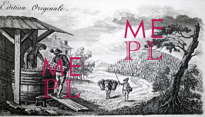 : An engraving depicting taking grapes from the : An engraving depicting taking grapes from the