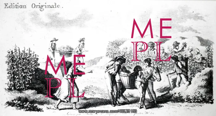 : An engraving depicting taking grapes from the : An engraving depicting taking grapes from the