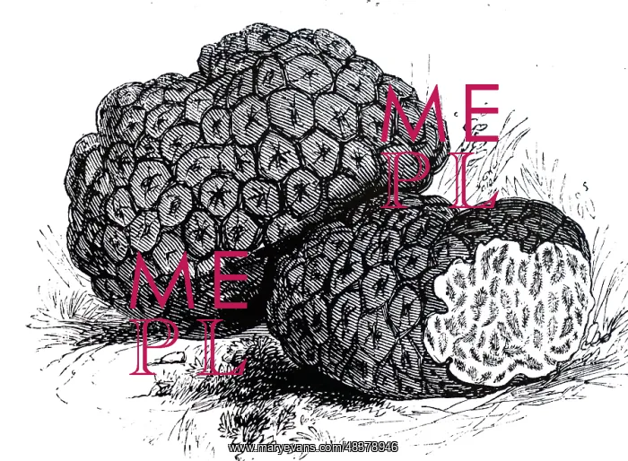 : An engraving depicting Truffle (Tuber cibarium) : An engraving depicting Truffle (Tuber cibarium)