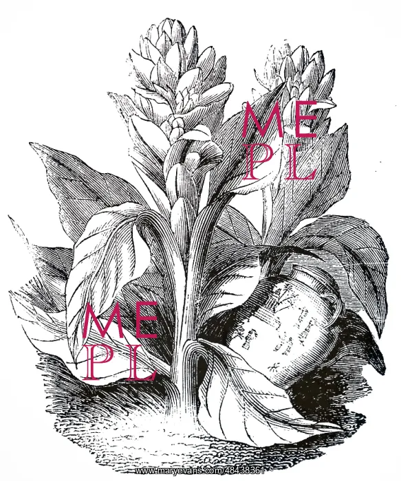 : An engraving depicting TURMERIC : An engraving depicting TURMERIC
