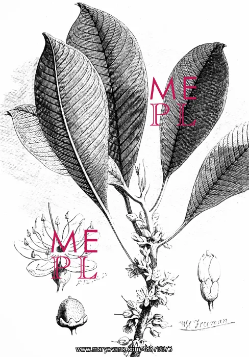 : Engraving depicting a twig of a gutta-percha tree : Engraving depicting a twig of a gutta-percha tree