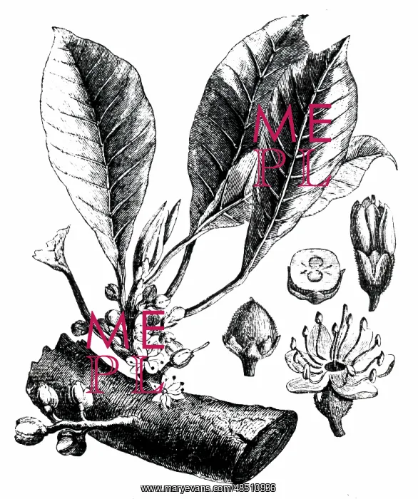 : Engraving depicting a twig of a gutta-percha tree : Engraving depicting a twig of a gutta-percha tree