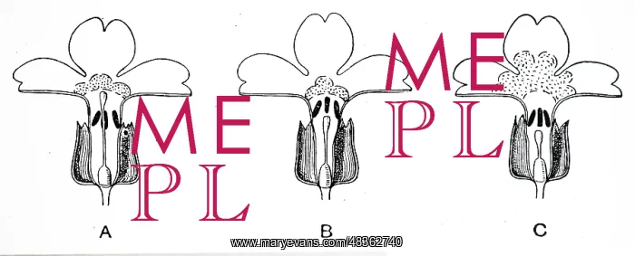 : An engraving depicting Three types of prEgmula : An engraving depicting Three types of prEgmula