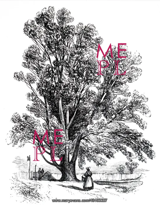  : An engraving depicting a White Willow tree