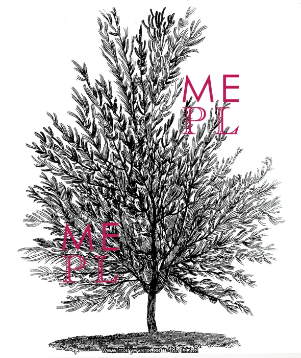 : An engraving depicting a White Willow tree : An engraving depicting a White Willow tree