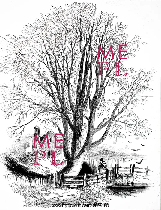 : An engraving depicting a White Willow tree : An engraving depicting a White Willow tree