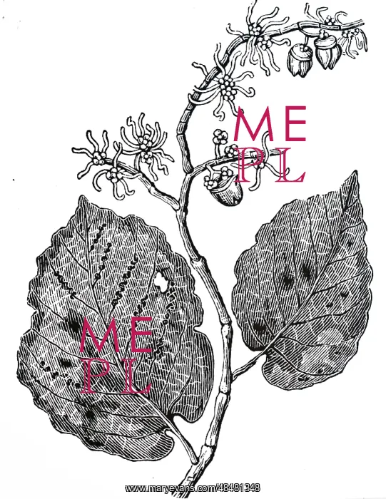 : An engraving depicting WITCH HAZEL (Hamamelis Virginica) : An engraving depicting WITCH HAZEL (Hamamelis Virginica)