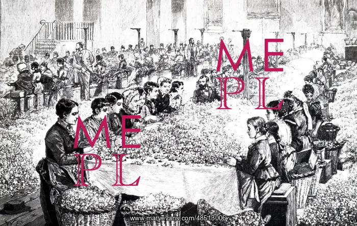 : An engraving depicting workers sorting roses : An engraving depicting workers sorting roses