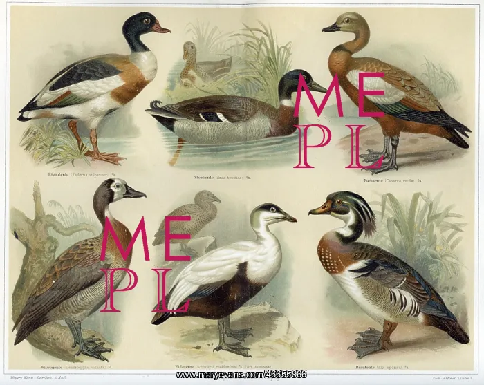 : Engraving of ducks : Engraving of ducks
