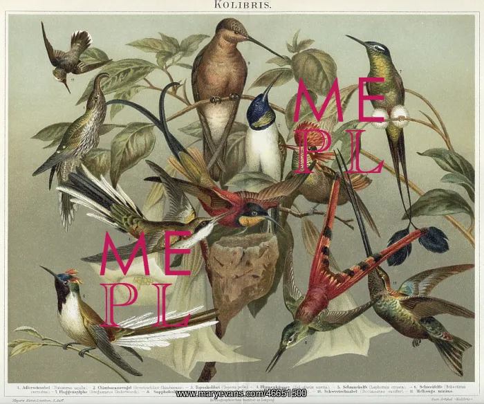 : Engraving of humming birds : Engraving of humming birds