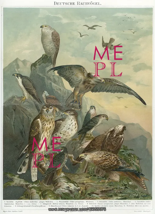: Engraving of Raptors : Engraving of Raptors