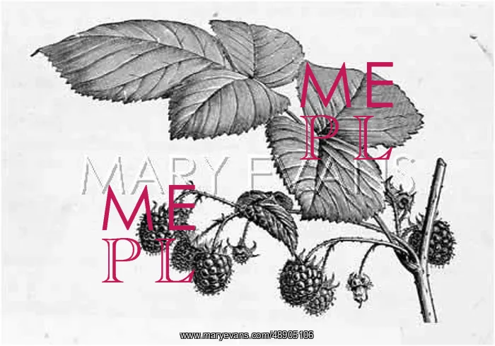  : ENGRAVING OF A RASPBERRY