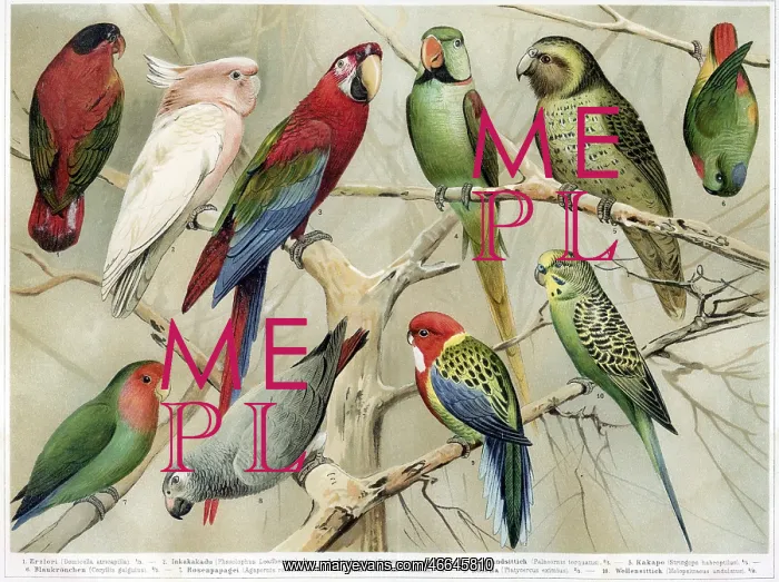 : Engraving of various parrots : Engraving of various parrots