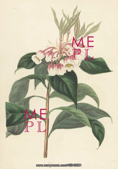: Enkianthus quinqueflorus : Enkianthus quinqueflorus