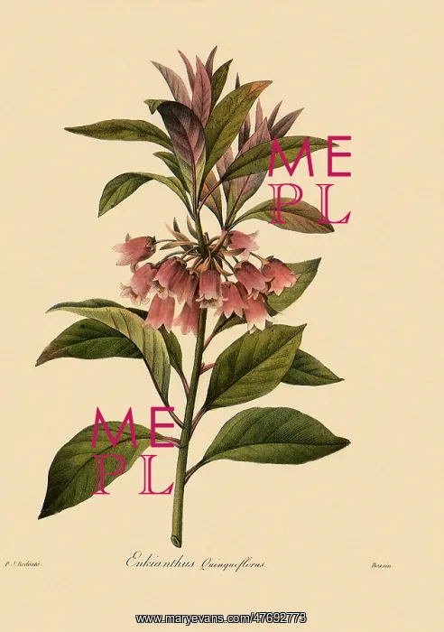  : Enkianthus quinqueflorus