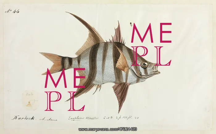 : Enoplosus armatus : Enoplosus armatus