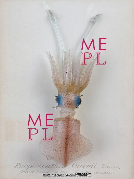 : Enoploteuthis owenii, squid : Enoploteuthis owenii, squid