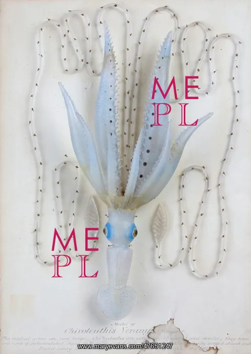 : Enoploteuthis veranii, squid : Enoploteuthis veranii, squid