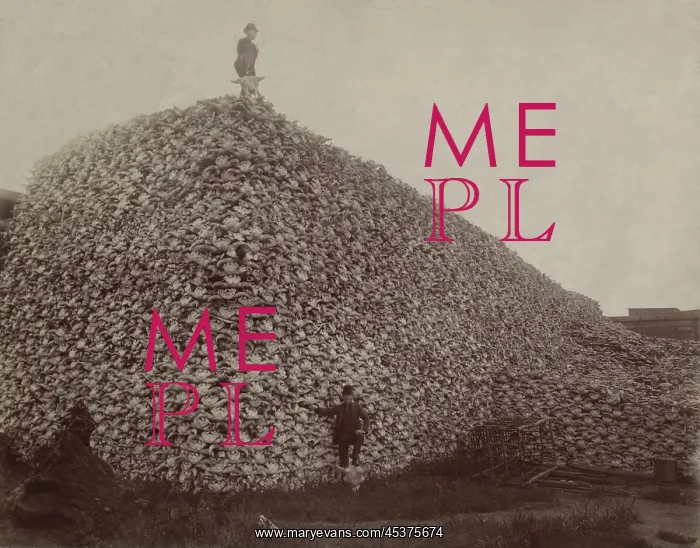 : An enormous pile of buffalo skulls at the : An enormous pile of buffalo skulls at the