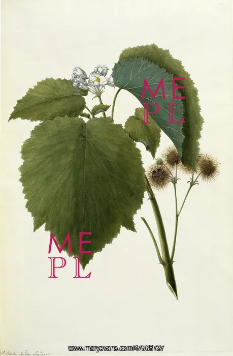 : Entelea arborescens, whau tree : Entelea arborescens, whau tree