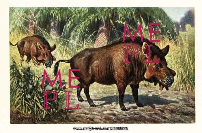 : Entelodon, extinct genus of entelodont artiodactyl : Entelodon, extinct genus of entelodont artiodactyl