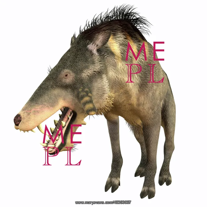 : Entelodon, white background : Entelodon, white background