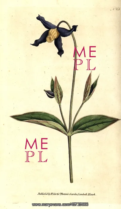 : Entire-leaved clematis or virgin's bower : Entire-leaved clematis or virgin's bower