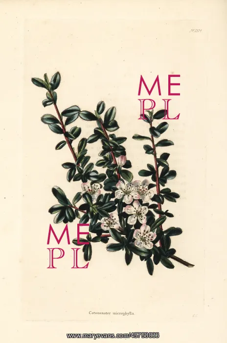 : Entire-leaved cotoneaster, Cotoneaster integrifolius : Entire-leaved cotoneaster, Cotoneaster integrifolius