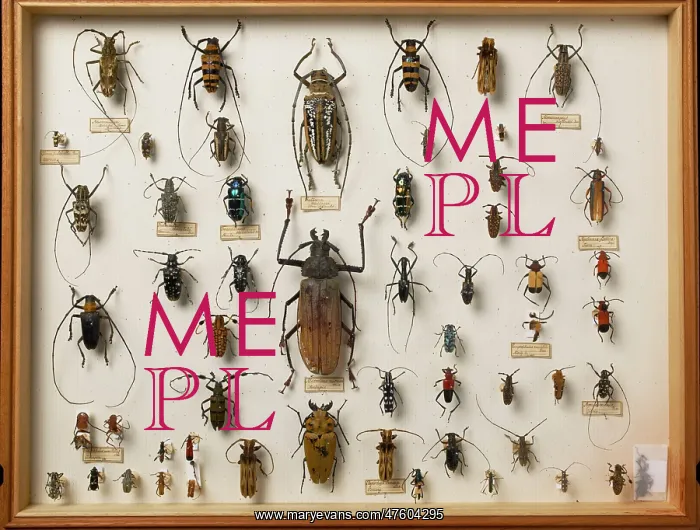 : Entomological Specimens : Entomological Specimens