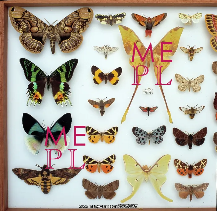 : Entomological specimens of Lepidoptera : Entomological specimens of Lepidoptera