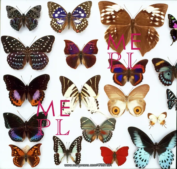 : Entomological specimens of Lepidoptera : Entomological specimens of Lepidoptera
