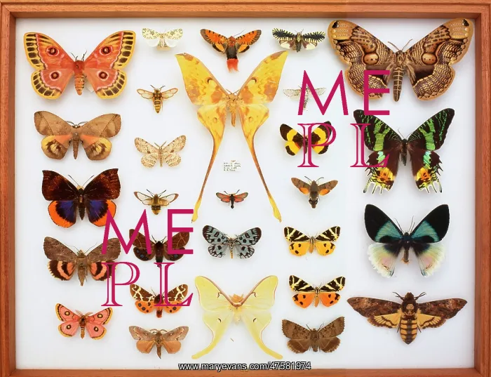 : Entomological specimens of Lepidoptera : Entomological specimens of Lepidoptera