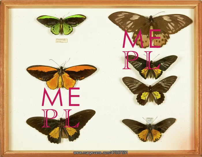 : Entomological Specimens from the Wallace Collection : Entomological Specimens from the Wallace Collection