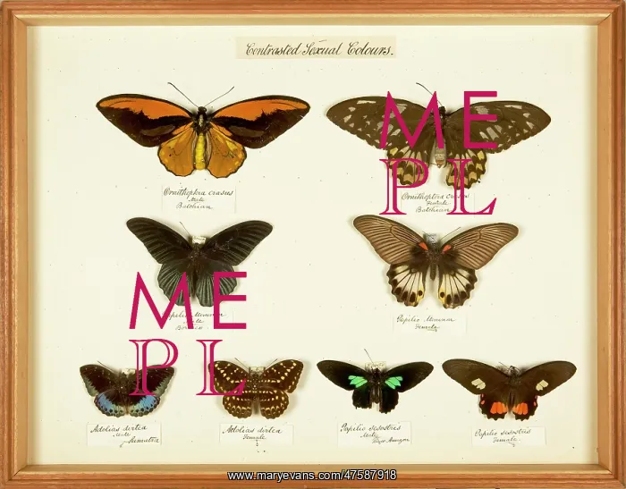 : Entomological Specimens from the Wallace Collection : Entomological Specimens from the Wallace Collection