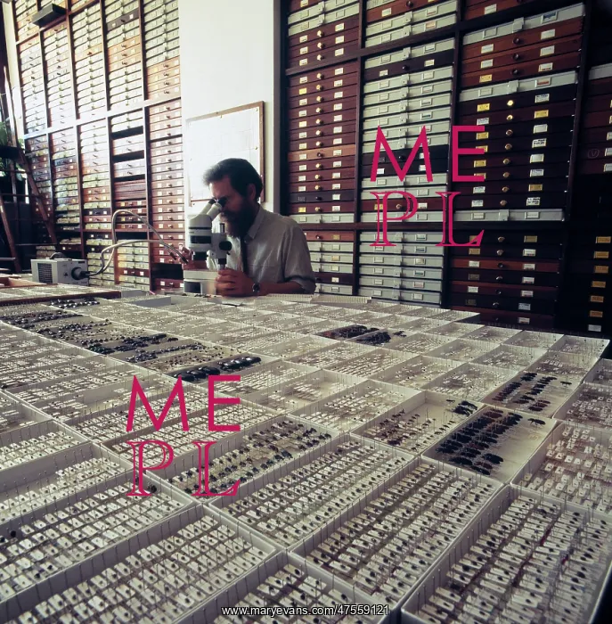 : Entomologist with insect specimens : Entomologist with insect specimens