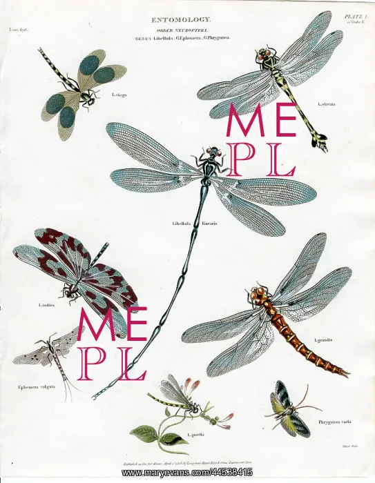  : Entomology - Dragonflies