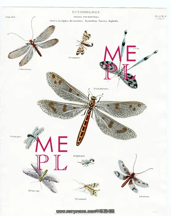  : Entomology - Dragonflies