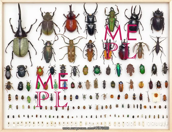 : Entomology Specimens : Entomology Specimens