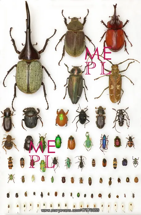 : Entomology Specimens : Entomology Specimens